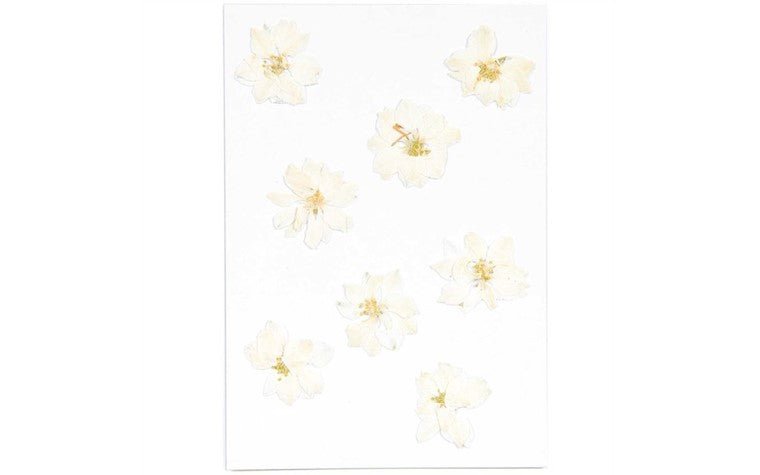 Gepresste Blüten – Rittersporn Weiß, 8 Stück - Pilzessin.at - zauberhafte Kinderdinge