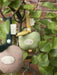 Aktivitäten Spiel Rassel "grüner Apfel" von Fabelab ♡ - Pilzessin.at - zauberhafte Kinderdinge