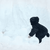 Anzug Lama Suit - Pilzessin.at - zauberhafte Kinderdinge